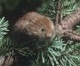 Conservation groups suing federal agency over plight of red tree voles